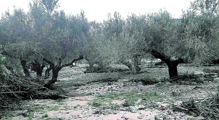 mechri-telos-martiou-sto-ypaat-o-fakelos-gia-tis-katastrofes-stin-elaioparagogi-tis-kritis-189268