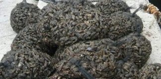 Λέσβος: Αλιευτικοί έλεγχοι στη Σκάλα Καλλονής