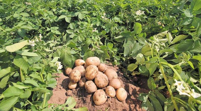 patates_6