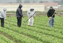 Άμεσα μέτρα θωράκισης και στήριξης των αγροτών από τον κορωνοϊό ζητάει η ΠΕΜ