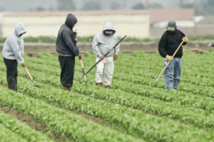 Άμεσα μέτρα θωράκισης και στήριξης των αγροτών από τον κορωνοϊό ζητάει η ΠΕΜ Άμεσα μέτρα θωράκισης και στήριξης των αγροτών από τον κορωνοϊό ζητάει η ΠΕΜ