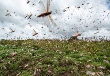 Επιδρομή εκατομμυρίων ακρίδων στην Ανατολική Αφρική - Η κλιματική αλλαγή ίσως είναι η αιτία