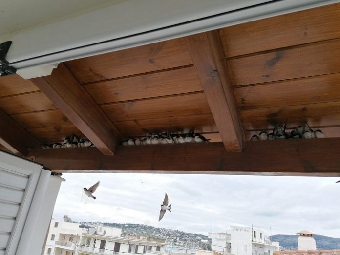 Εντοπίζονται δεκάδες νεκρά ή εξουθενωμένα μεταναστευτικά πουλιά Εντοπίζονται δεκάδες νεκρά ή εξουθενωμένα μεταναστευτικά πουλιά