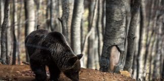 Καστοριά: Αρκούδα με τα μικρά της έκανε βόλτα στην παραλίμνια περιοχή (βίντεο)