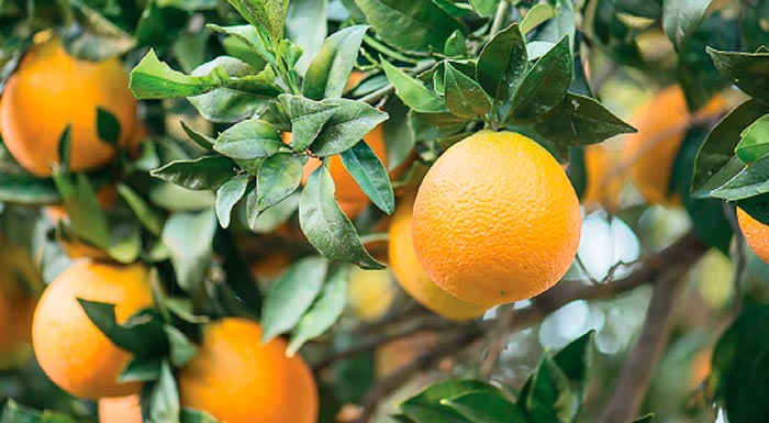 chamogela-gia-lemoni-kai-portokali-stin-peloponniso-193660