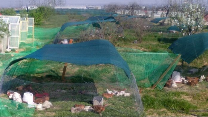 Αστικοί πτηνοτρόφοι σε δράση και εν μέσω καραντίνας, με τη βοήθεια της τεχνολογίας Αστικοί πτηνοτρόφοι σε δράση και εν μέσω καραντίνας, με τη βοήθεια της τεχνολογίας