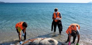 Εφτά νεκρές Μεσογειακές φώκιες εντοπίστηκαν στο Αιγαίο τις μέρες των περιορισμών