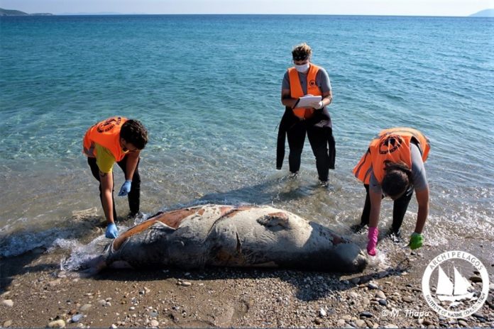 Εφτά νεκρές Μεσογειακές φώκιες εντοπίστηκαν στο Αιγαίο τις μέρες των περιορισμών Εφτά νεκρές Μεσογειακές φώκιες εντοπίστηκαν στο Αιγαίο τις μέρες των περιορισμών