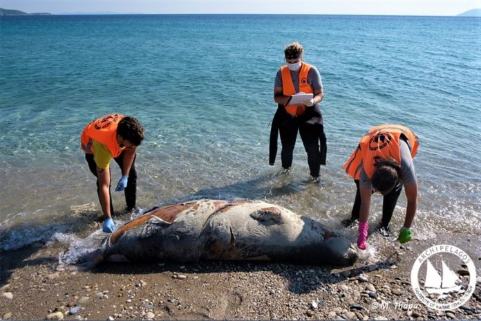 Εφτά νεκρές Μεσογειακές φώκιες εντοπίστηκαν στο Αιγαίο τις μέρες των περιορισμών