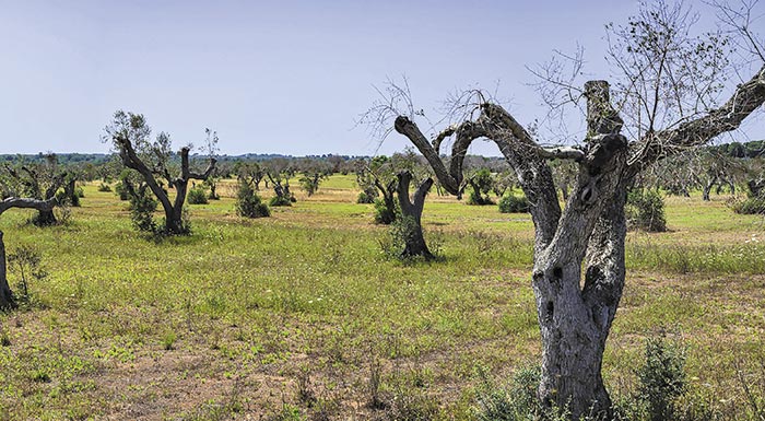 ta-allazei-ola-stin-agora-tou-elaioladou-i-xylella-196541