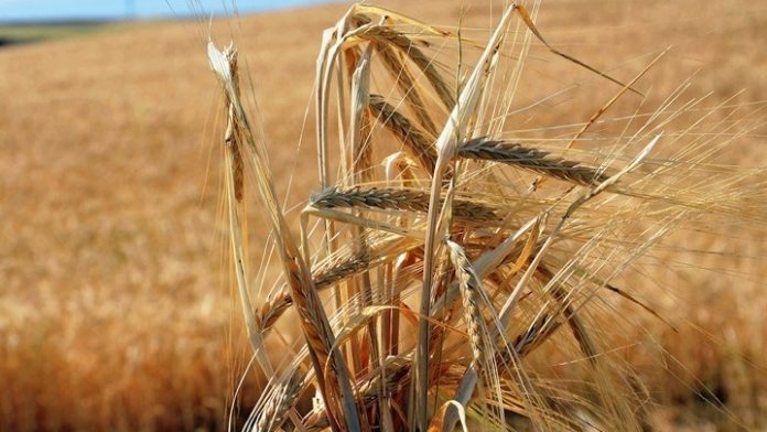 Η Ρωσία στέλνει το δεύτερο φορτίο σίτου σε Σαουδική Αραβία και Β. Κορέα Η Ρωσία στέλνει το δεύτερο φορτίο σίτου σε Σαουδική Αραβία και Β. Κορέα