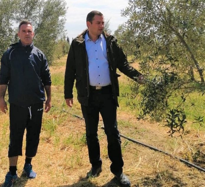 «Σοβαρή ζημιά στην ελαιοκαλλιέργεια της Δυτικής Ελλάδας από τον καύσωνα»