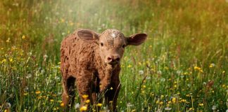 Συνδεδεμένες: Καθορίστηκαν οι τιμές για βόειο, συμπύρηνο ροδάκινο και κτηνοτροφία χωρίς γη