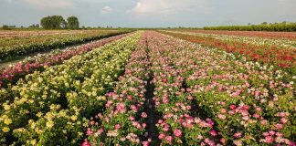 Τριαντάφυλλα από τον κάμπο των Γιαννιτσών «ταξιδεύουν» εκτός συνόρων και κατακτούν νέες αγορές