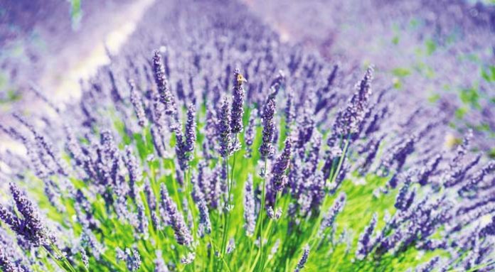 LavenderField