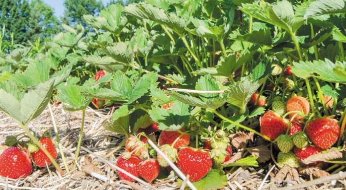 Strawberry-Farming-2000x1000