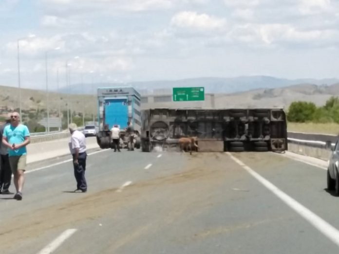 Ανετράπη νταλίκα με αγελάδες - Έκλεισε η Εγνατία Ανετράπη νταλίκα με αγελάδες - Έκλεισε η Εγνατία
