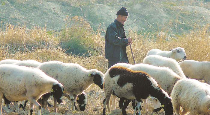 syndedemenes-enischyseis-2020-paradeigmata-kai-proypotheseis-gia-ti-chorigisi-tous-200051