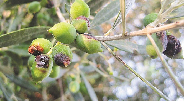 afieroma-dakoktonia-poioi-piran-to-mathima-tous-kai-poioi-ochi-200968