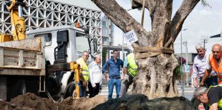 Δήμος Αθηναίων: Αιωνόβιες ελιές στην Ιερά οδό για την Παγκόσμια Ημέρα Περιβάλλοντος
