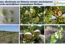 ΕΛΓΟ Νάουσας: Kαταγραφή και διάσωση τοπικών ποικιλιών φυλλοβόλων οπωροφόρων δέντρων