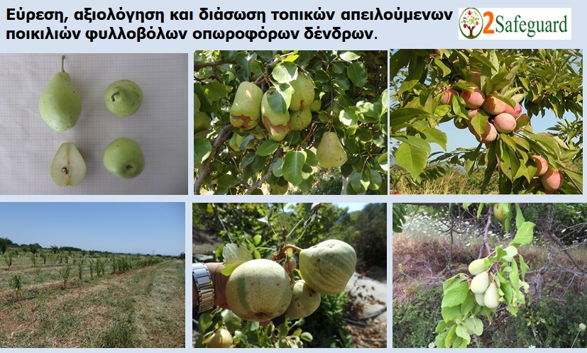 elgo-naousas-katagrafi-kai-diasosi-topikon-poikilion-fyllovolon-oporoforon-dentron-199403
