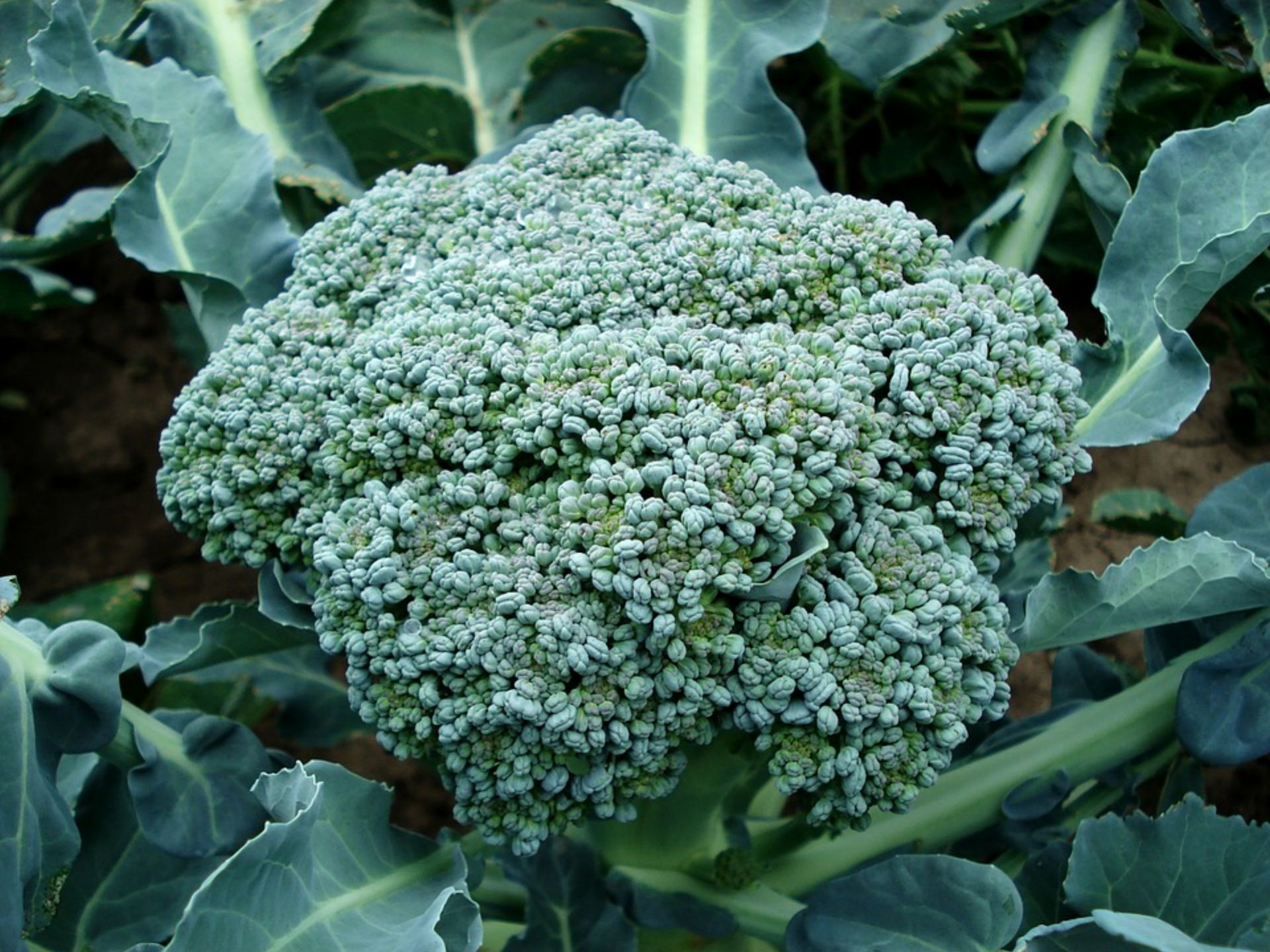 fmc-adeia-diathesis-apo-to-ypaat-gia-to-entomoktono-verimark-20-sc-stin-kalliergeia-brokolou-200272