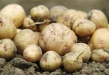 Γερμανία: «Συνταγή καταστροφής» ο κορωνοϊός, για τις γερμανικές πατάτες