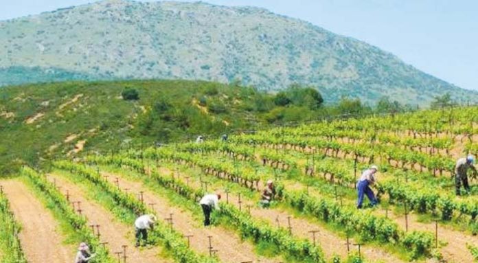 korinthos-farm