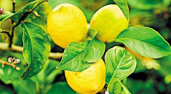 lemoni-mechri-kai-me-1-evro-kilo-ston-paragogo-ekleise-i-sezon-201134