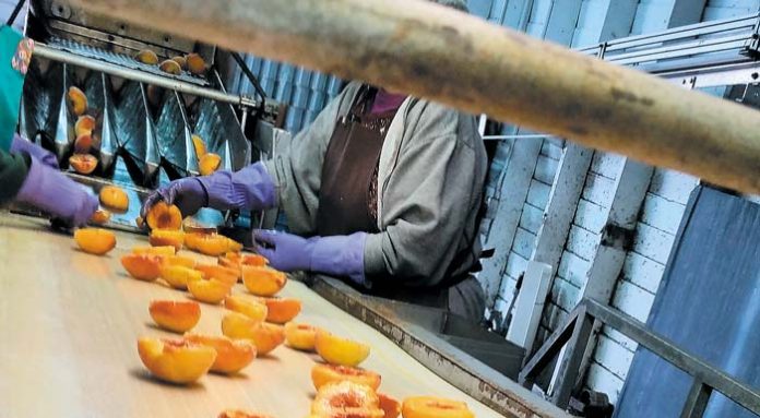 processing_peaches_freestone_fruit