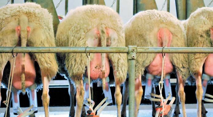 sheep