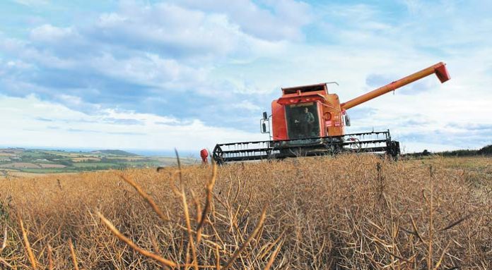 tilling-harvesting-rapeseed-1