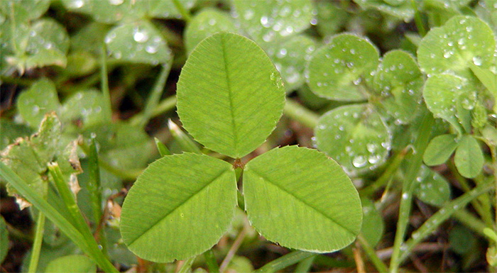 liga-kai-anarpasta-ta-trifyllia-ston-kabo-201522