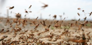 Αργεντινή: Η χώρα απειλείται από νέο κύμα ακρίδων, αγρότες σε συναγερμό