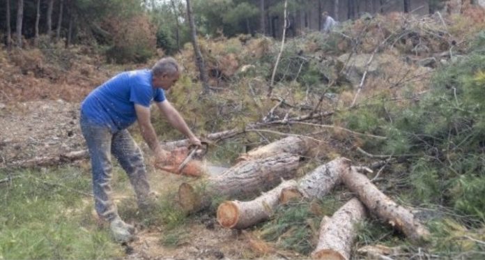 Στο δασόκτημα Θέρμης επεκτάθηκε το φλοιοφάγο έντομο του Σέιχ-Σου- Επιχείρηση απομάκρυνσης των προσβεβλημένων δέντρων