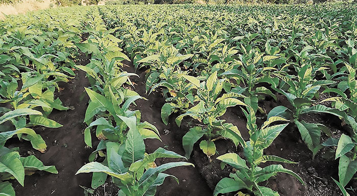 kapnos-ergatika-cheria-kai-ios-tis-ntomatas-ta-vasika-provlimata-203662