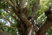 «Ο κορωνοϊός των πλατάνων» αποδεκατίζει τα δάση του νερού