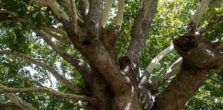 «Ο κορωνοϊός των πλατάνων» αποδεκατίζει τα δάση του νερού