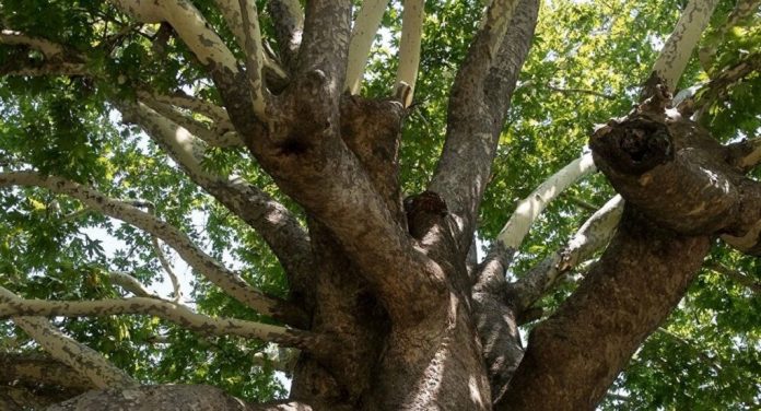 «Ο κορωνοϊός των πλατάνων» αποδεκατίζει τα δάση του νερού «Ο κορωνοϊός των πλατάνων» αποδεκατίζει τα δάση του νερού