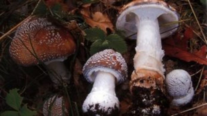 Ξεπερνούν τα 15 τα δηλητηριώδη είδη μανιταριών στην Ελλάδα Ξεπερνούν τα 15 τα δηλητηριώδη είδη μανιταριών στην Ελλάδα