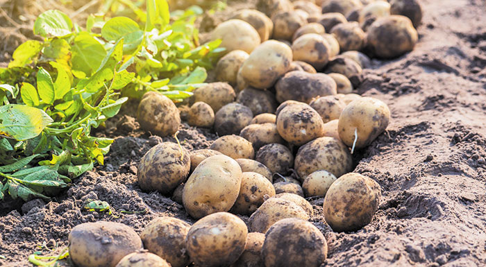 mikri-alla-simantiki-i-afxisi-tis-kalliergoumenis-patatas-sti-vd-evropi-203854