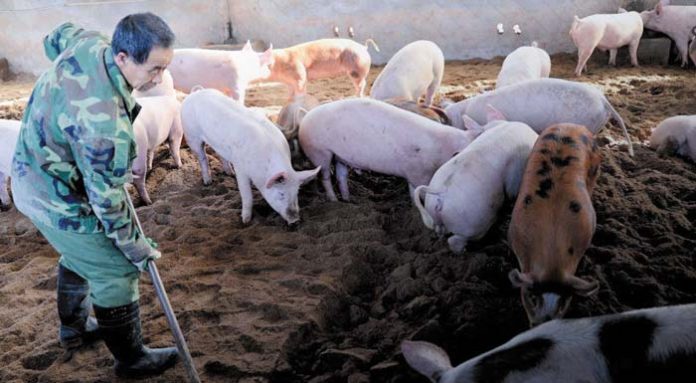 pigs-china-1170x549