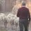 ΣΕΚ: Kίνδυνος να αποκλειστούν χιλιάδες κτηνοτρόφοι από τη στήριξη για τις ζωοτροφές