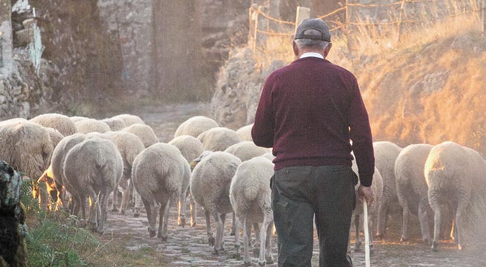 sek-kindynos-na-apokleistoun-chiliades-ktinotrofoi-apo-ti-stirixi-gia-tis-zootrofes-203438
