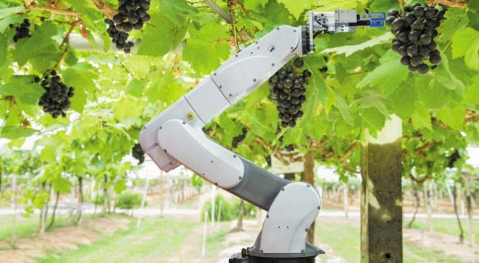 robot_grapes
