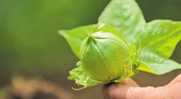 syngenta-viosimi-kai-apotelesmatiki-antimetopisi-entomon-sto-vamvaki-203056