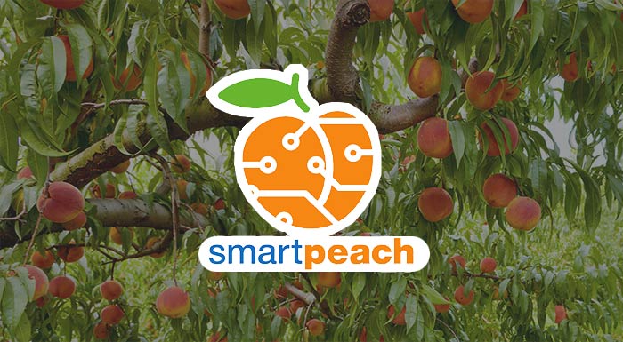smartpeach-i-effyis-georgia-ypostirizei-tin-kalliergeia-rodakinou-202487