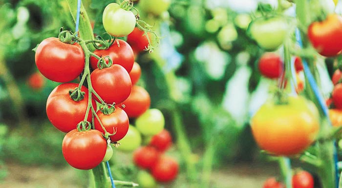 koronoenischyseis-anakoinoseis-gia-mesi-alieia-patates-kai-thermokipiaki-ntomata-202865
