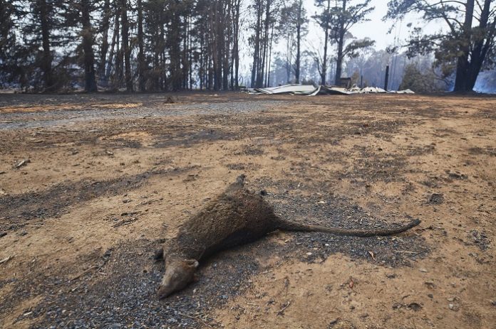 Τρία δισεκατομμύρια ζώα κάηκαν ή εκτοπίστηκαν στις φονικές πυρκαγιές της Αυστραλίας